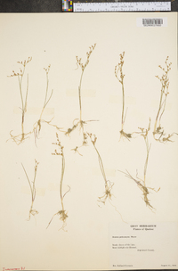 Juncus pelocarpus image